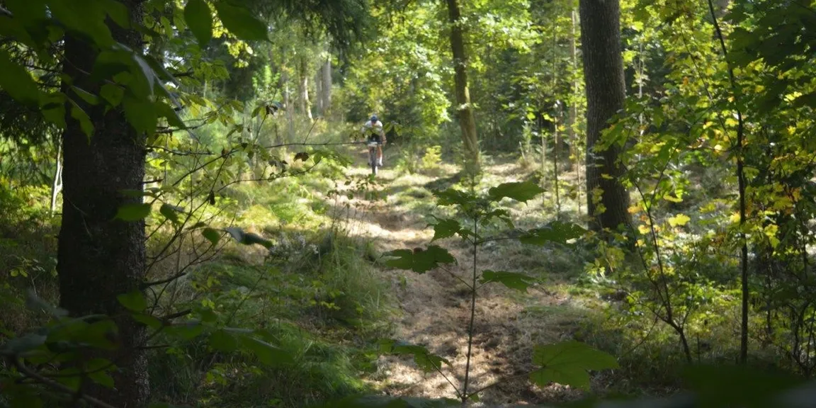 Wald