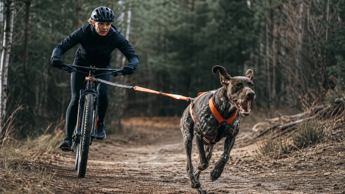 Bikejöring