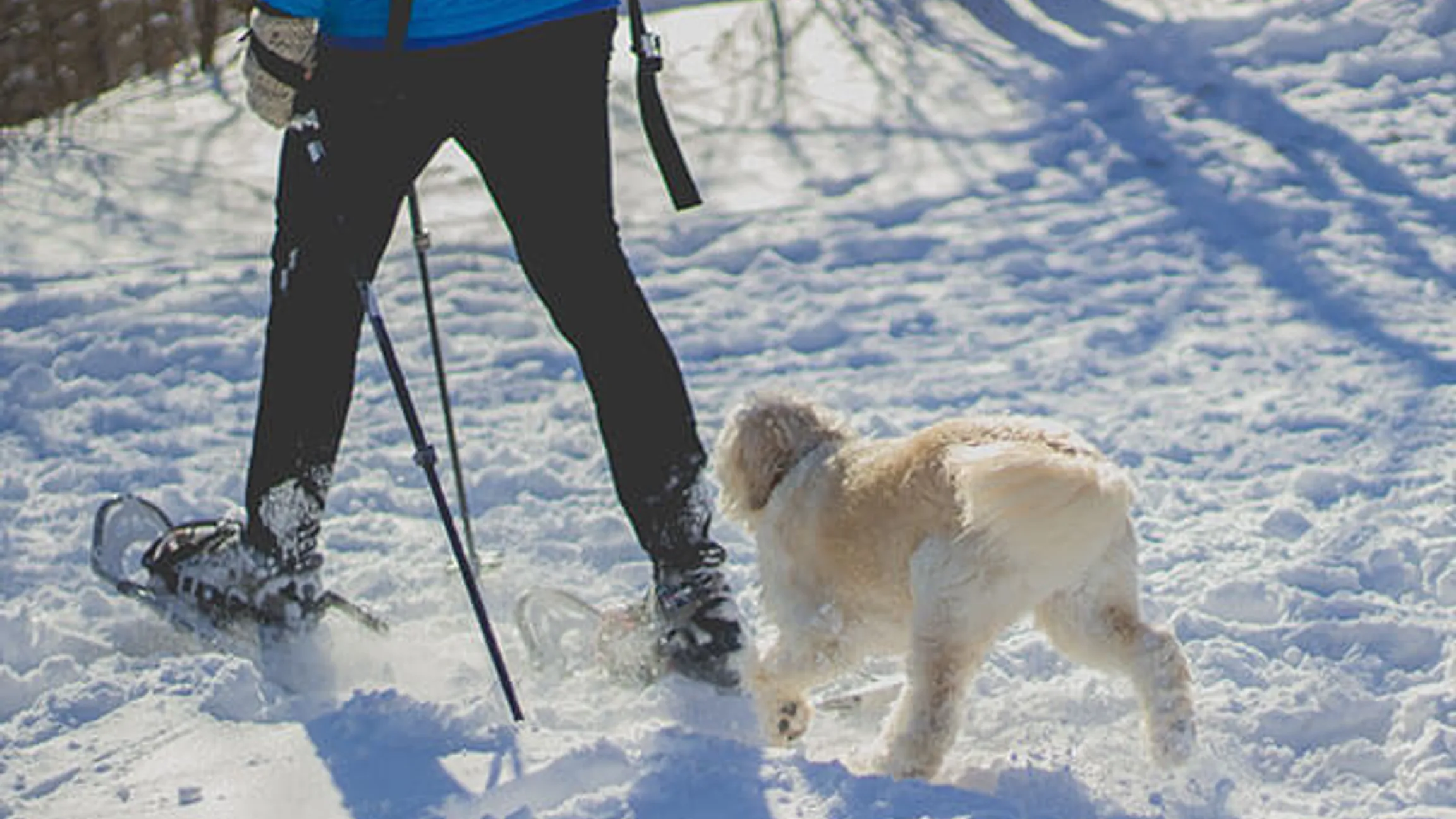 Skijoring
